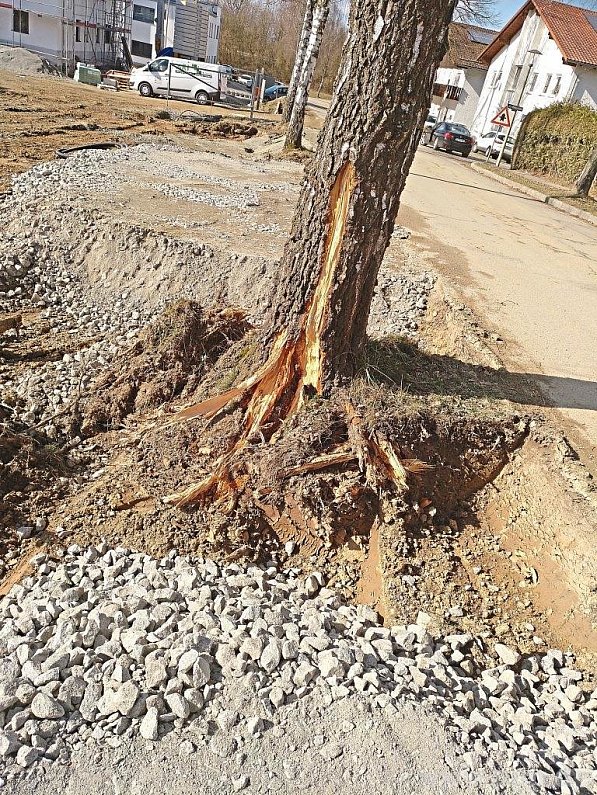 Um die Birken am Weiherfeld beziehungsweise der Döfreuther Straße könnte sich ein Rechtsstreit zwischen Gemeinde und einem Anlieger entwickeln. | Foto: Gemeinde Neuhaus am Inn Um die Birken am Weiherfeld beziehungsweise der Döfreuther Straße könnte sich ein Rechtsstreit zwischen Gemeinde und einem Anlieger entwickeln. | Foto: Gemeinde Neuhaus am Inn