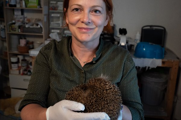 Eine Frau halt in einer Tierschutzstation einen Igel in den Händen.