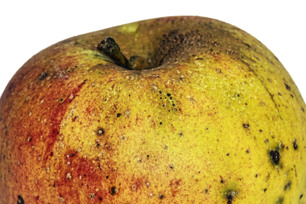 Ungespritzter Apfel | Foto: Wolfgang Eckert/Pixabay